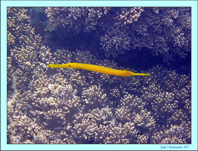 2012 - 07 - Apoh Island 15